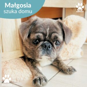 Małgosia