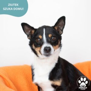Ziutek