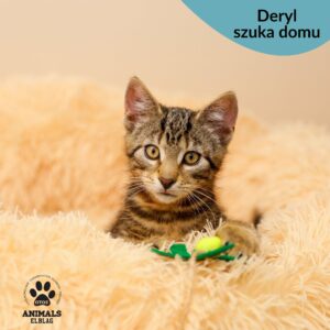Deryl