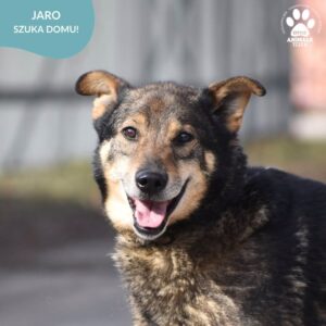 Jaro