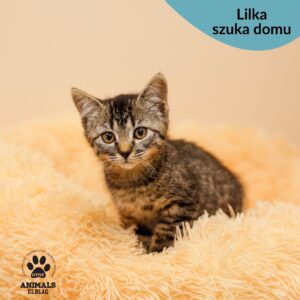 Lilka