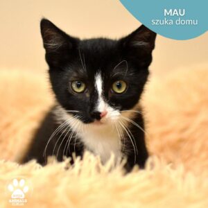 Mau
