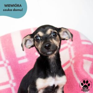 Wiewióra