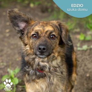Edzio