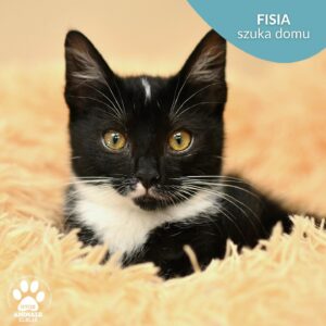 Fisia