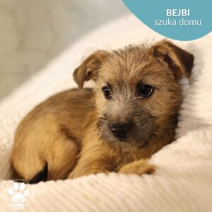 Bejbi