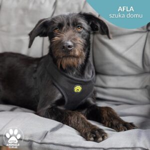 Afla