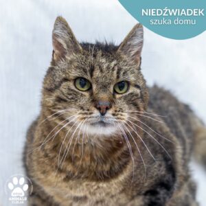 Niedźwiadek