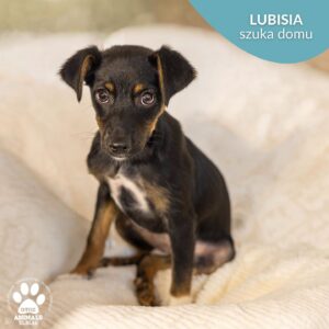 Lubisia