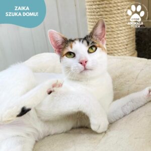 Zaika