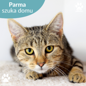 Parma