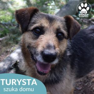 Turysta