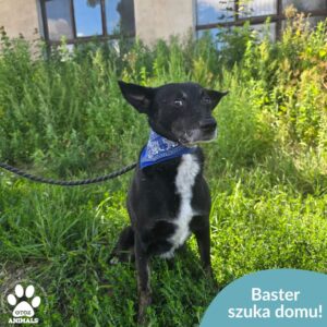 Baster