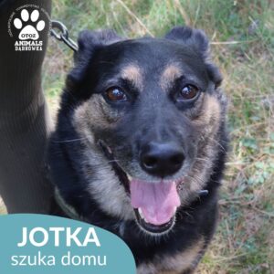 Jotka
