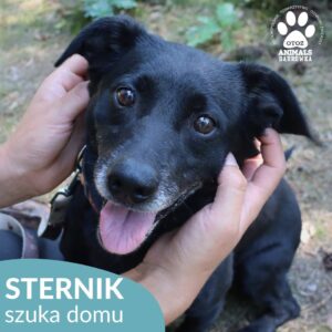 Sternik
